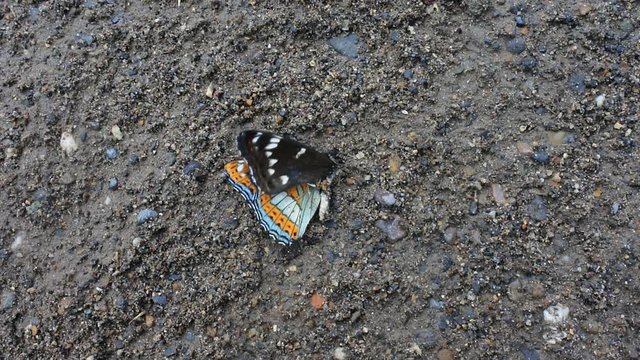 Death on road. Every day cars kill billions and billions of insects. Rare butterfly Great viceroy (Limenitis populi)
