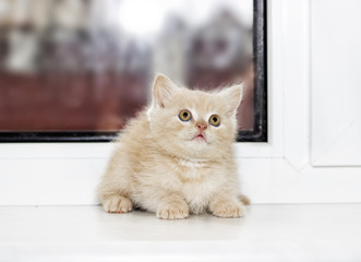 little kitten on a window sill