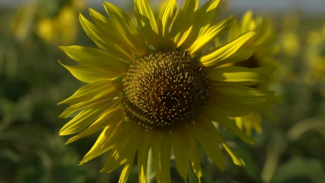 Bright yellow sunflowers swaying in the field slow motion HD