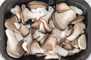 Detail of a Pleurotus ostreatus