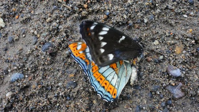 Death on road. Every day cars kill billions of insects. Rare (European Red List of Globally Threatened Animals and Plants) butterfly Great Viceroy (Poplar Admiral, Limenitis populi), male
