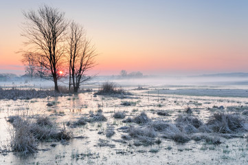 Fototapeta na wymiar Frosty early morning over a misty and marshy meadow with frozen water and a lonely tree