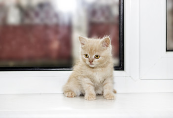 little kitten on a window sill