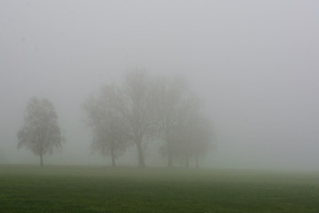 Plakat Bäume im Nebel