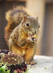 essendes Eichhörnchen