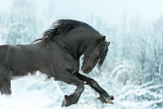 Black stallion in winter.
