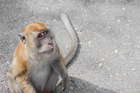 monkey nature in Thailand Closeup