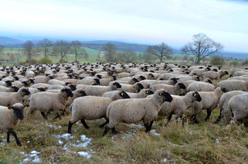 Obraz premium Rhönschafe