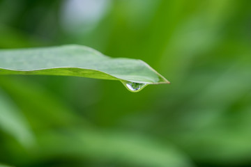water drops on leaf in nature after the rain