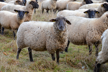 Obraz premium Rhönschafe