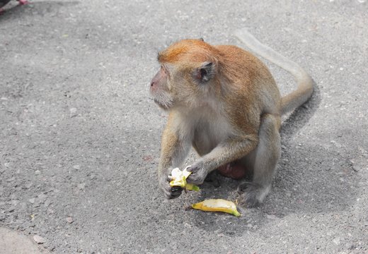 monkey eat banana nature in Thailand Closeup
