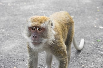 monkey nature in Thailand Closeup