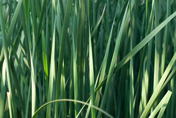 The cattail , leaf backgrounds