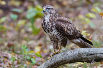 Mäusebussard auf einer Waldlichtung im Winter