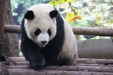 Obraz premium Baby Panda on the Playground