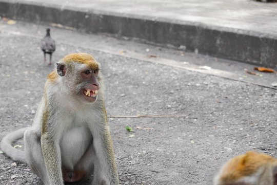 monkey nature angry in Thailand Closeup