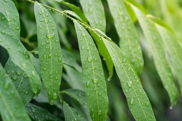 water drops on leaf in nature after the rain