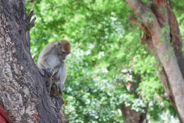 monkey on tree selective focus in nature