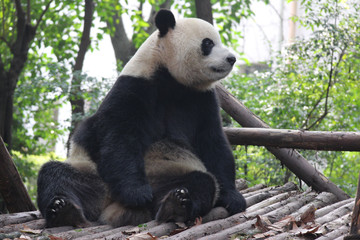 Obraz premium Panda