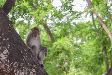 Naklejka na ściany i meble monkey on tree selective focus in nature