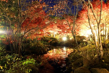 公園の紅葉ライトアップ 
