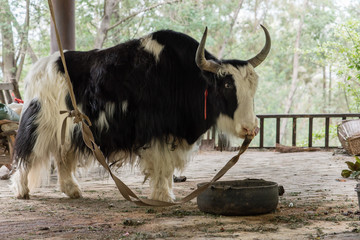 Yak bound at its nose