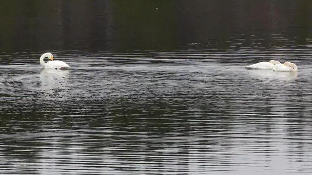 Swans went to bed beautifully, swanneck, swan-white bosom. Autumn migrating  Whooper Swan (Cygnus cygnus) stopped for rest and feeding on river

