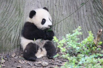 Obraz na płótnie Canvas Baby Panda