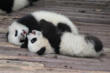 Fototapeta premium Baby Panda