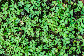 Oxalis plant in a woodland. The leaves are divided into three top notched leaflets.