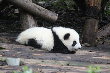 Fototapeta premium Baby Panda