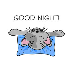 Cat sleeping on a pillow