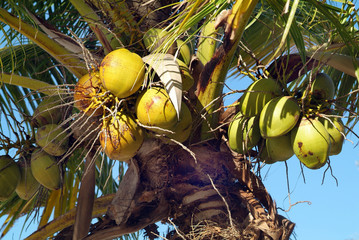 Botany, Coconut
