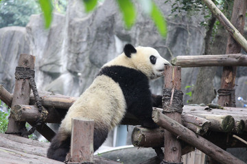 Fototapeta premium Baby Panda