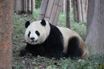 Fototapeta premium Panda