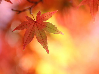 モミジ　紅葉　秋色