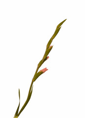 Pink gladiolus isolated
