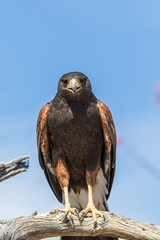 Harris Hawk