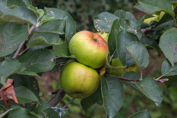 Pommier