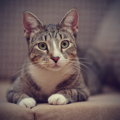 Portrait of a striped cat with white paws
