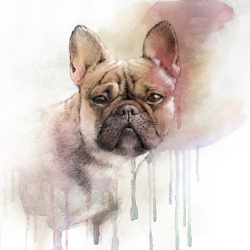 Illustration of the French Bulldog. Dog is man's best friend. Watercolor Animal collection: Dogs. Watercolor Dog Pug Portrait - Hand Painted Illustration of Pets. Good for banner, print T-shirt. 