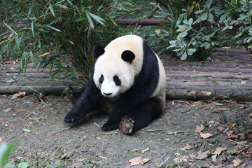 Obraz premium Panda
