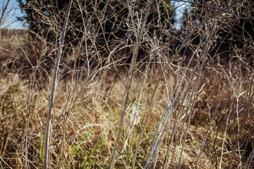 Fototapeta premium Dry autumn straw background