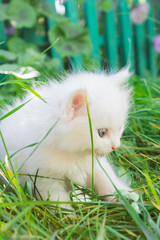 white fluffy kitten in the grass
