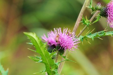 野薊と蜂