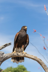 Harris Hawk