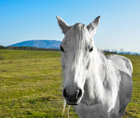 Obraz na płótnie Canvas beautiful white horse grazing in a meadow
