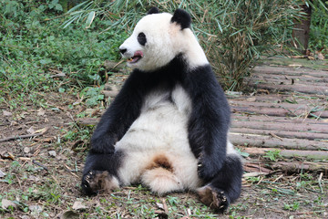 Fototapeta premium Panda