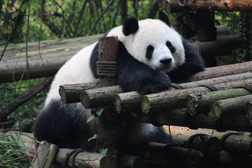 Fototapeta premium Panda