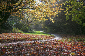 English park, Colorful Autumn in a sunny day.